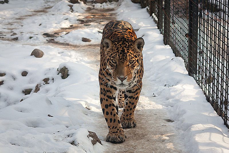 Visit the Warsaw ZOO in the winter